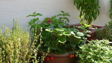Zöldségeskert a balkonra kezdőnek is: ezzel a 7 növénnyel indítsuk