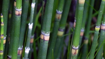 Téli zsurló – az ősidők élő emléke, ami nem ismer pihenőt