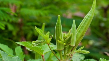 Okra a bevállalós kertészeknek