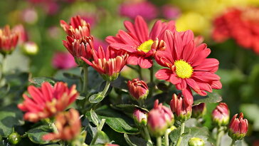 Krizantém: a hűvös napok virágkirálynője – tippek és trükkök, hogy sokáig viruljon