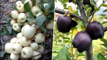 Két különleges almafajta: egy fehér és egy fekete