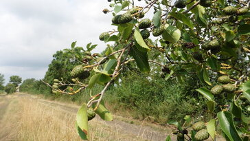 Három éger, egy kert – melyik éger illik hozzád igazán?