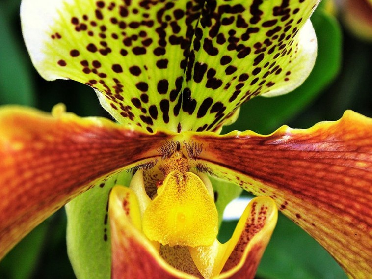 14 bámulatos tény, amit nem tudtál az orchideákról