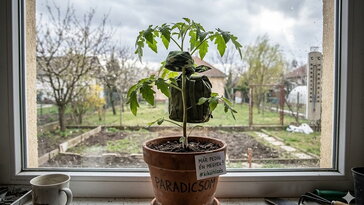 Palánta-kiköltöztetés: 7 jel, hogy még korai kirakni a paradicsomot (akkor is, ha már nagyon unod bent nézni)