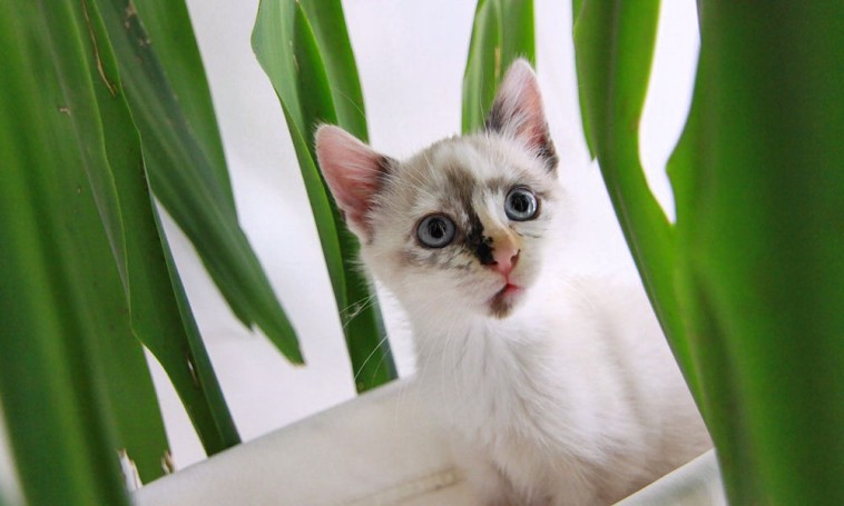 Az 5 legmérgezőbb szobanövény a macskák számára – ezeket kerüljük el