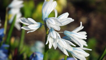 Puskin-virág – a tavasz első kék üzenete a hó alól