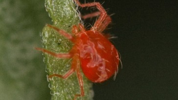 Takácsatka: pókszabású kártevő a gyümölcsön