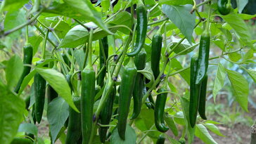 Bokrosodj, paprika! – Így metszd a palántáidat, hogy több termést hozzanak