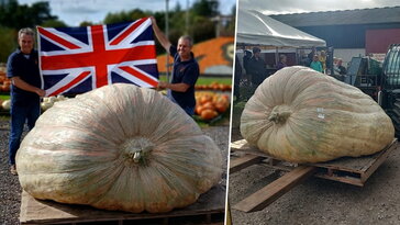 A tök, ami már nem is tök – avagy hogyan születnek a több száz kilós óriástermések?