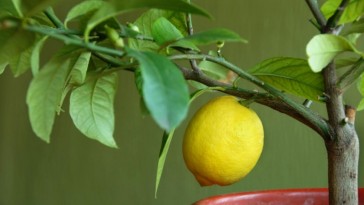 Ne várd meg, míg lehullik a citrom a fáról