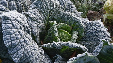 A konyhakert nem zár be – így él tovább a vetemény télidőben