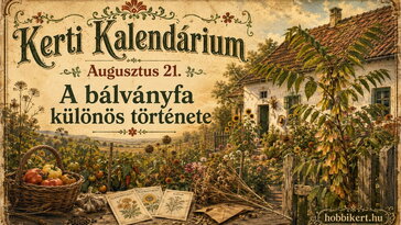 Augusztus 21. Amikor egy kerti ritkaságból hódító lett: a bálványfa különös története