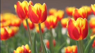 28 napig tartja frissen a tulipánokat egy újfajta csomagolás