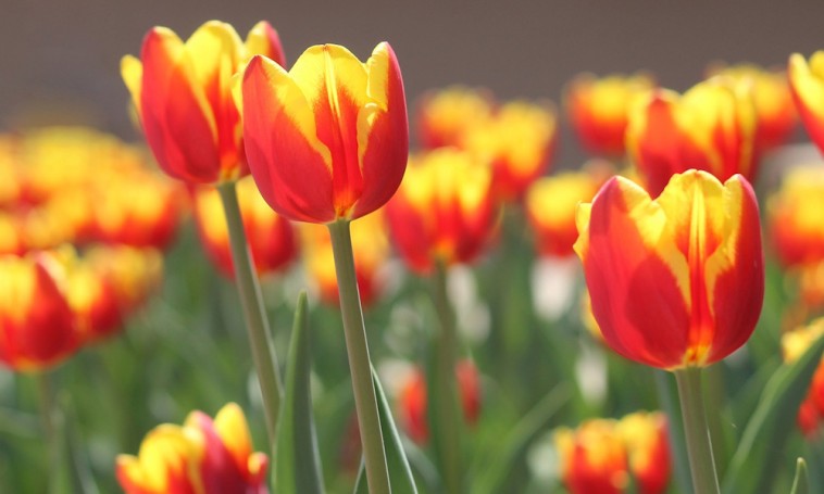 28 napig tartja frissen a tulipánokat egy újfajta csomagolás