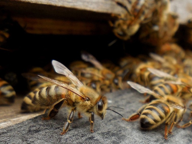 Méhek a komposztáló ládában: mi legyen velük?