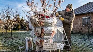 Mandulát a kertbe? A tétényi fajtáktól a kemény héjú klasszikusokig – melyiket válaszd?