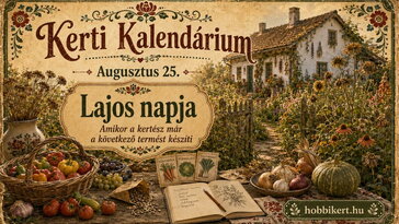 Augusztus 25. Lajos napja: amikor a kertész már a következő termést készíti