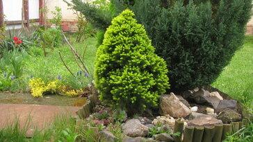 Cukorsüvegfenyő – a kert legaranyosabb minifenyője, amely minden évszakban díszít