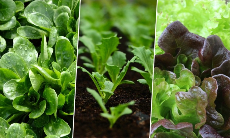 Augusztusban még ültethetünk salátát
