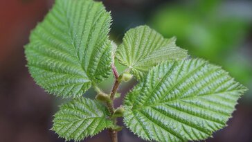A mogyoró levelének titka: egészségre gyakorolt hatások és felhasználási lehetőségek