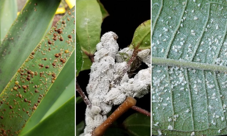Pajzstetvek és társaik: téli kártevők a cserepes növényeinken
