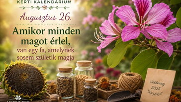 Augusztus 26. Amikor minden magot érlel, van egy fa, amelynek sosem születik magja