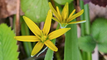 Sárga tyúktaréj: az egyik első sárga virág tavasszal