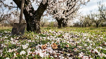 Miért hullik le a virág a gyümölcsfáról? Nem mindig tragédia, de ezt figyeld áprilisban