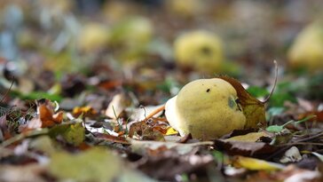 Birsalma: az elfeledett kincs a kertedben – érdekességek, amiket nem mindenki ismer