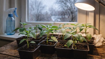 Fényhiány télen: mikor kell valóban pótvilágítás a paprikapalántáknak?