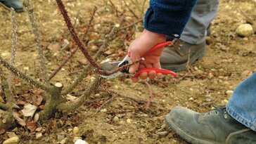 Tavaszi rózsaápolás: metszés és a téli védelem eltávolítása