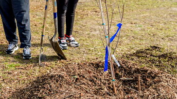 Ültetni hidegben? Igen! – A novemberi kert meglepő titkai