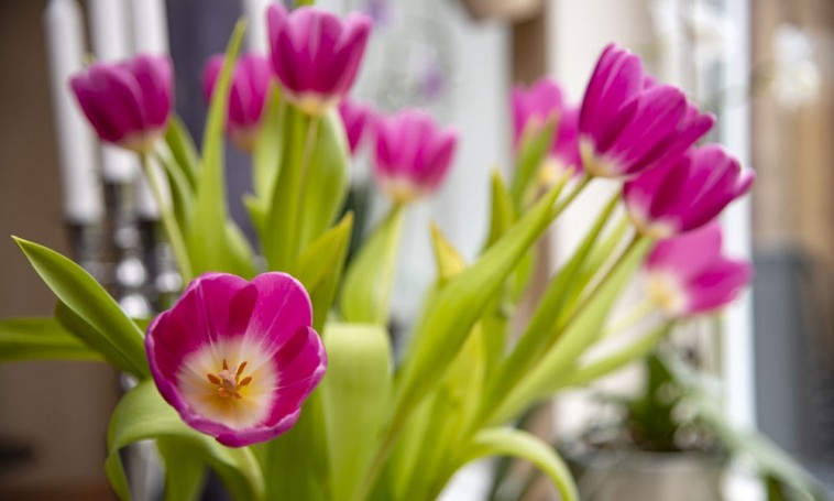 Így maradnak tovább frissek a tulipánok a vázában