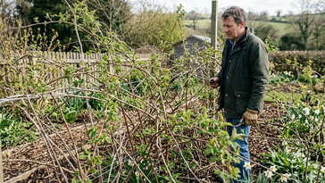Málna tavasszal: ettől lesz dzsungelből termő bokor, nem pedig szúrós káosz
