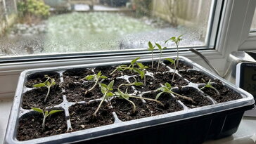 Miért dőlnek el a palánták februárban? – A leggyakoribb kezdő hiba