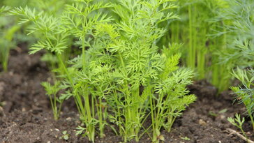 A régi módszer, amit újra felfedeztünk: a melegágy – a komposzt radiátora