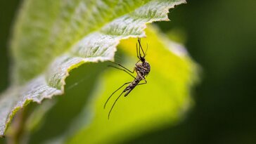 11 növény, ami remélhetően elűzi a szúnyogokat: várjuk olvasóink tapasztalatait
