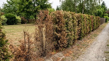 Miért halnak ki a tuják? A pusztulás valódi okai a kiskertekben