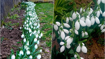 A dédnagymama öröksége: virágzó hóvirágmező a kertben