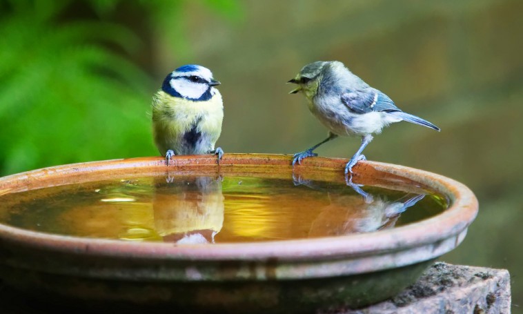 Wellness a kertünk madarainak: itató és homokfürdő