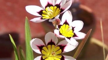 Cigányvirág háromszínű szirmokkal