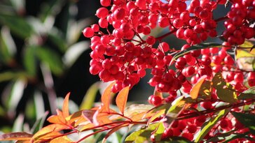 Szép színű lombbal és piros bogyókkal díszít a japán szentfa