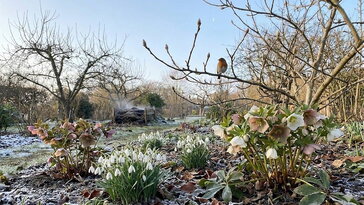 Február 17. Amikor a fény már dolgozik: a kert láthatatlan ébredése