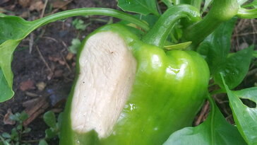 Megéghet a paprika? – Napégés nyáron a konyhakertben