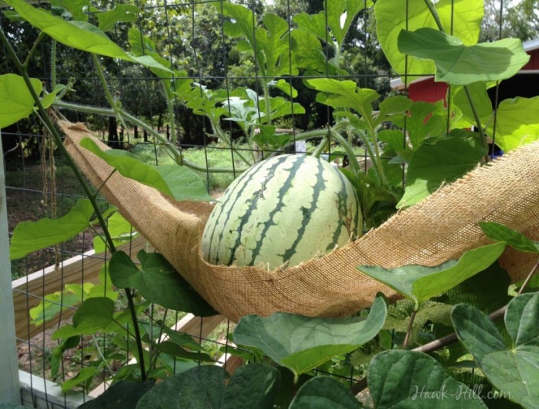 Saját görögdinnyét termeszthetsz szuperkicsi helyen