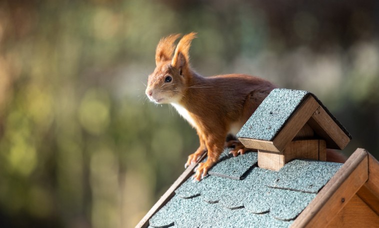 Így segítsünk a mókusoknak túlélni a telet