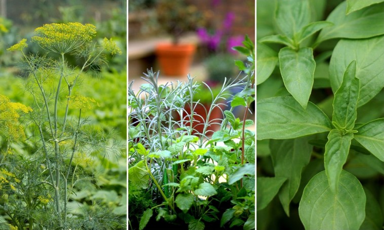 A soha nem múló divat: nevelj illatos, aromás fűszernövényeket!