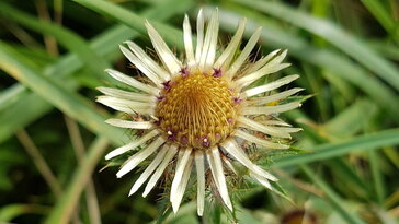 Bábakalács, ami az ehető húsos virágról kapta nevét