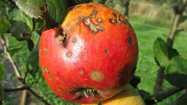 Ősszel kell cselekednünk, ha jövőre nem szeretnénk, hogy az alma varasodása újra fertőzzön