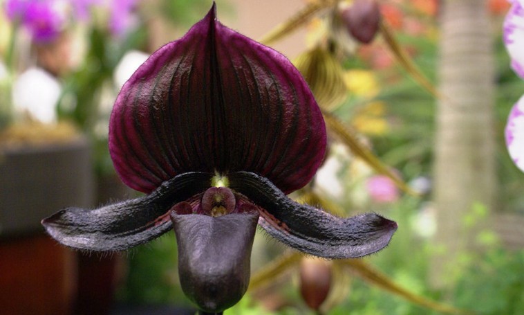 A fekete orchidea misztériuma: valóban létezik?